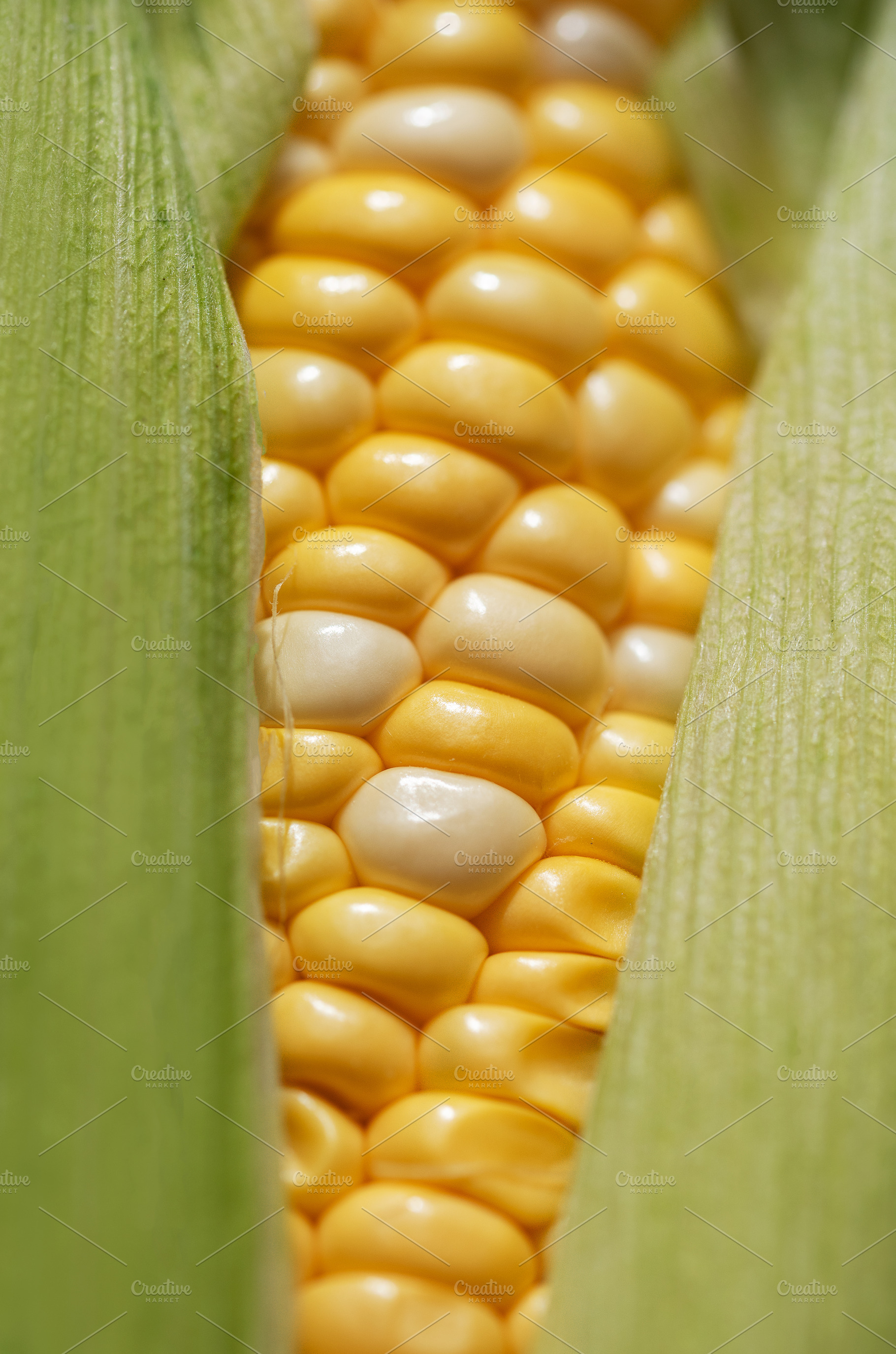 Fresh sweet corn cob with green husks, a Food & Drink Photo by Olena Rudo