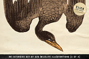 The Vintage Graphics Design Pack, a Decorative Illustration by Century Library (Thumbnail 8 of 14)