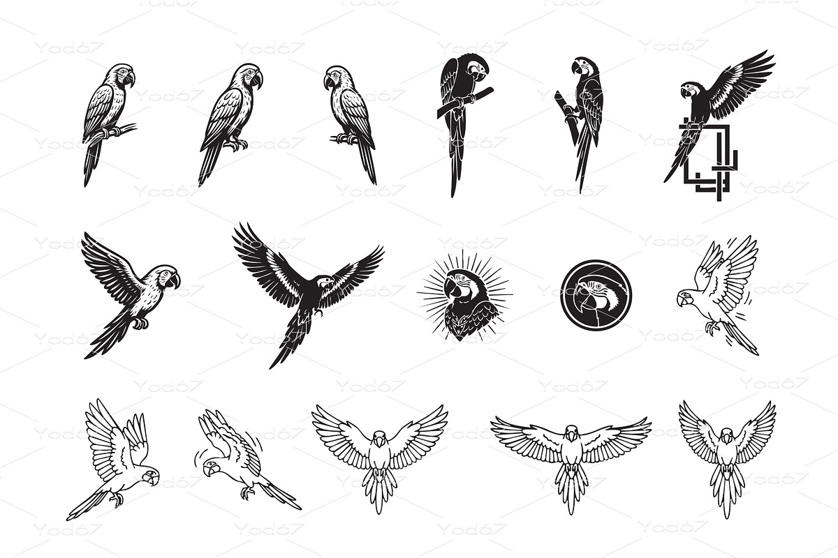 Vector of parrots in various poses, an Animal Illustration by yod67