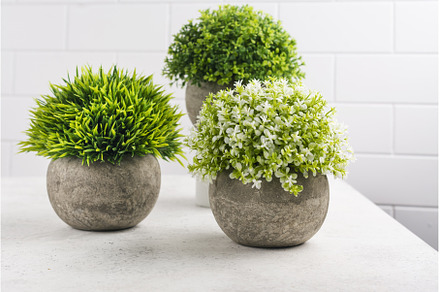 Decorative plants on kitchen table, a Nature Photo by Ekaterina_Markelova