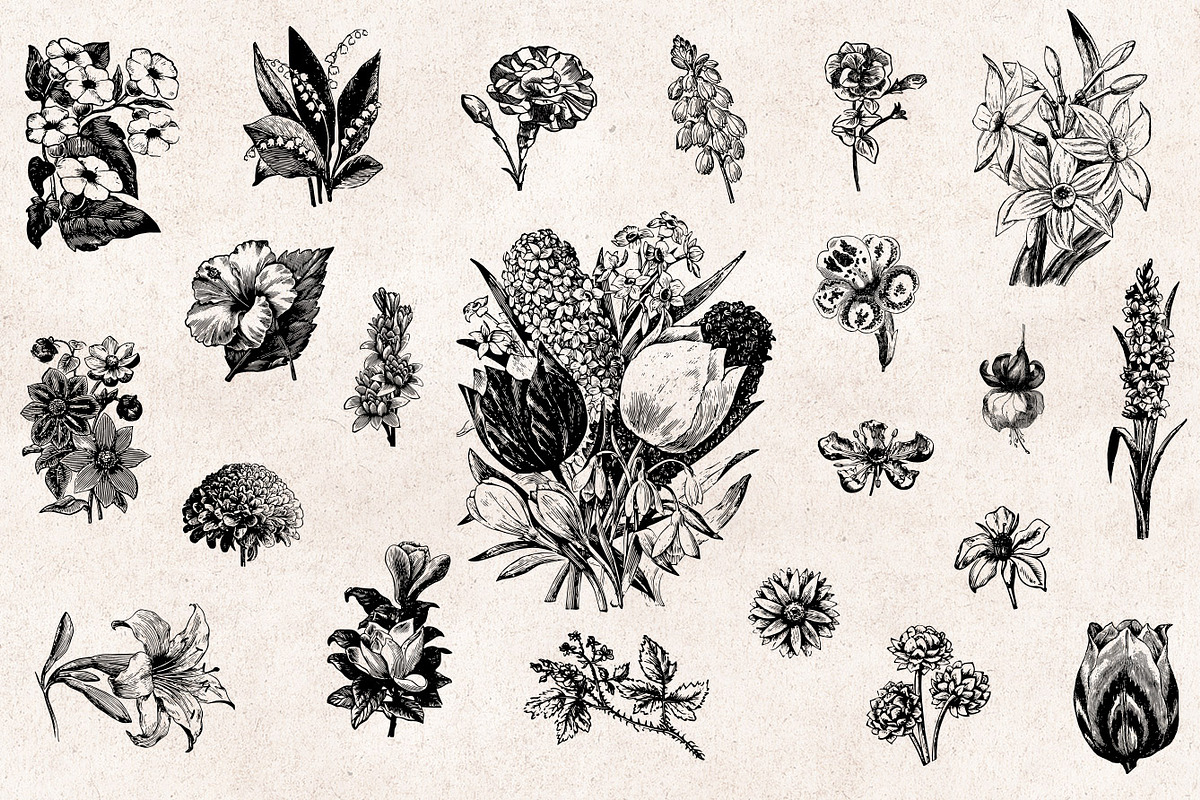 Flowers Engravings, an Object Graphic by Graphic Goods (Photo 3 of 6)