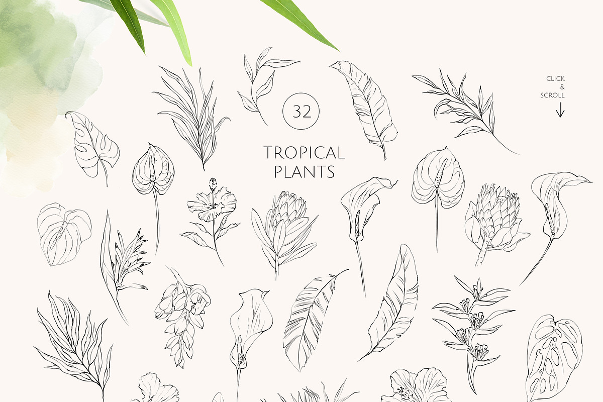 TROPICAL PARADISE birds and plants, a Decorative Illustration by Yuliia Lashevska (Photo 12 of 14)