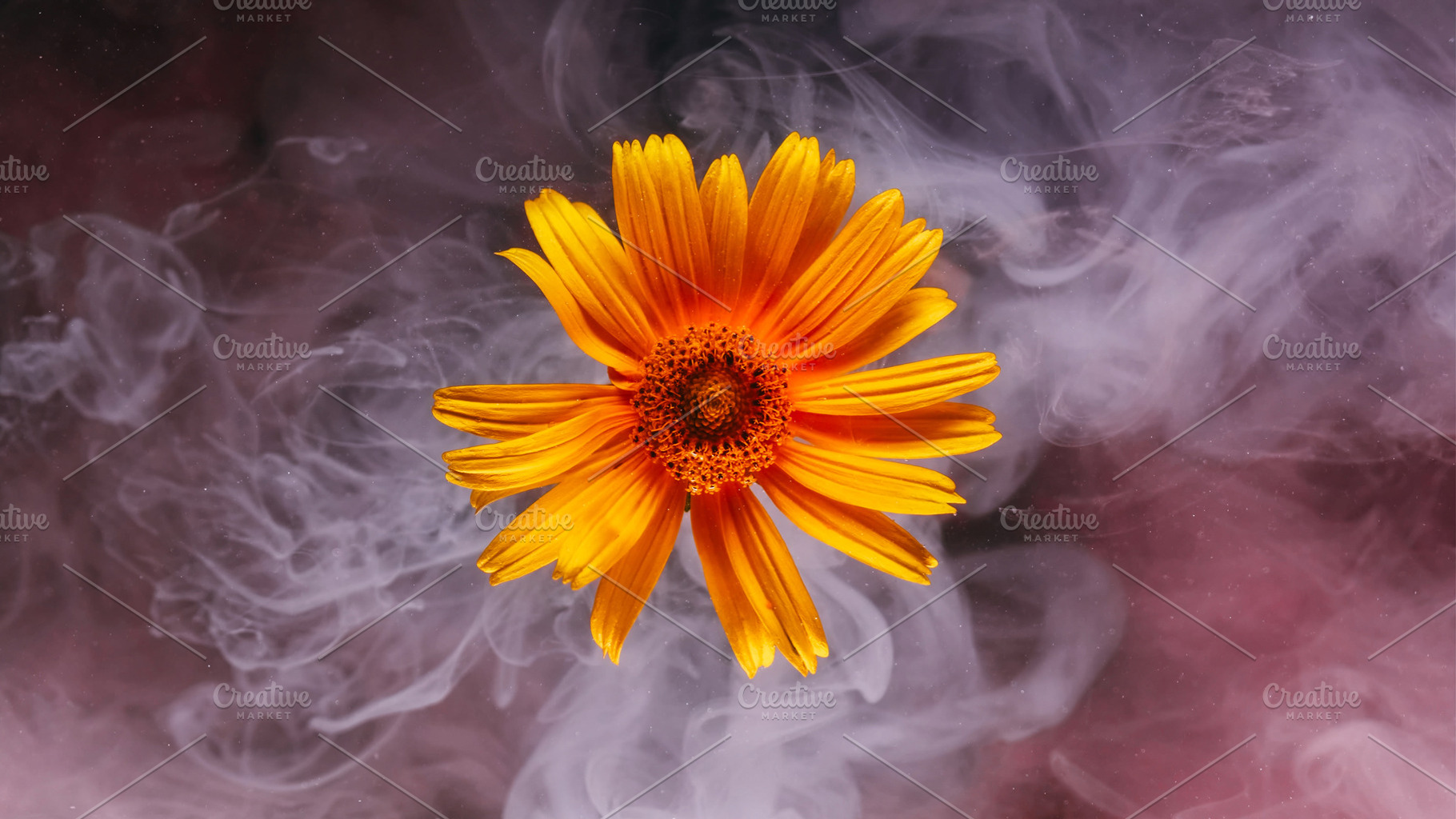 Fog flower ethereal smoke ink leopards bane flower, a Background Photo by Photo Drive Studio