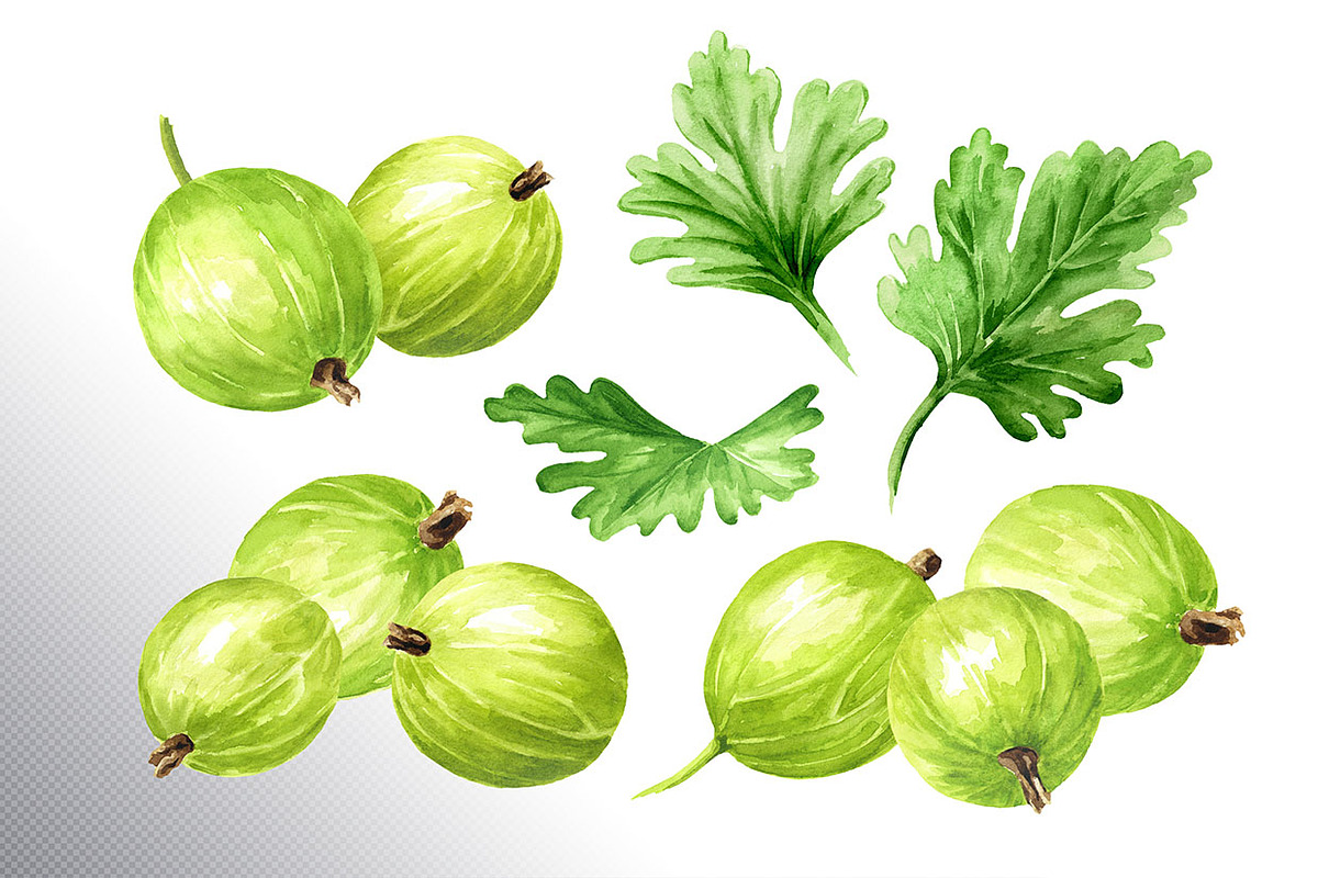 Amber Gooseberry. Watercolor set, a Food Illustration by Daria Ustiugova (Photo 6 of 23)