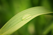 Green leaves Bundle, a Nature Photo by Vladimir Kazimirov (Thumbnail 9 of 10)