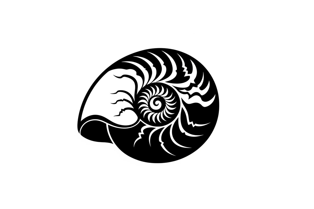 Shell Silhouette Vector Bundle, an Illustration by hafijul (Photo 8 of 48)