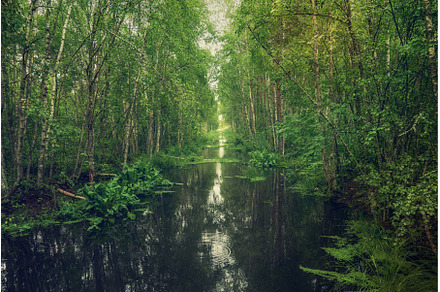 Swamp in the forest, a Nature Photo by Nature and travel