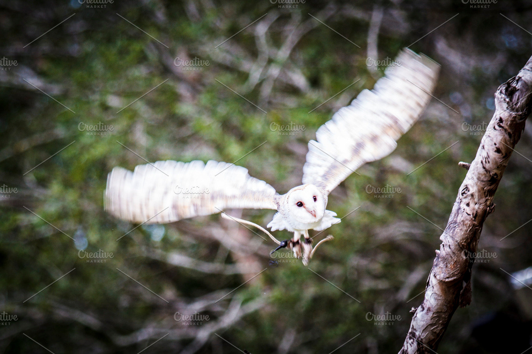 Barn Own In Flight