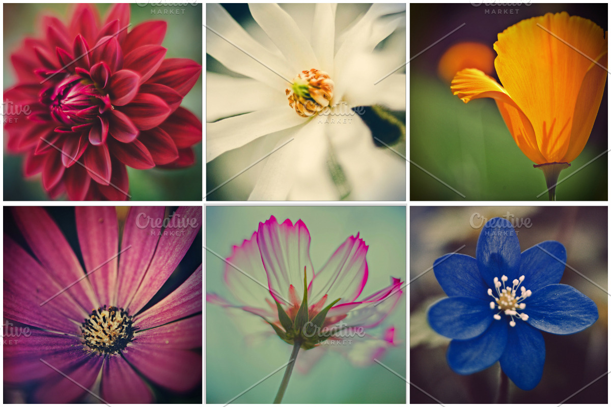 iseeyouphoto SUPAFLORA preview 6