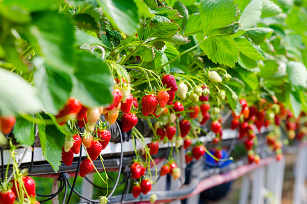 Strawberries being grown stock photo containing plant and vegetarian