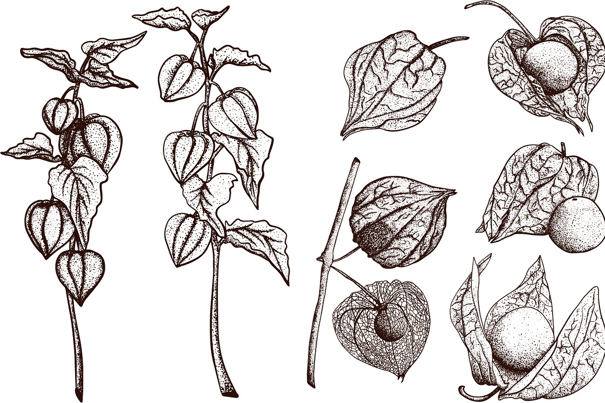 Hand drawn vector physalis.Tomatillo, a Decorative Illustration by Elena Mykhailenko (Photo 3 of 9)
