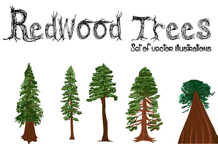 Redwood Trees