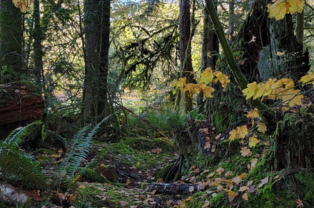 Fall Trail in the Woods
