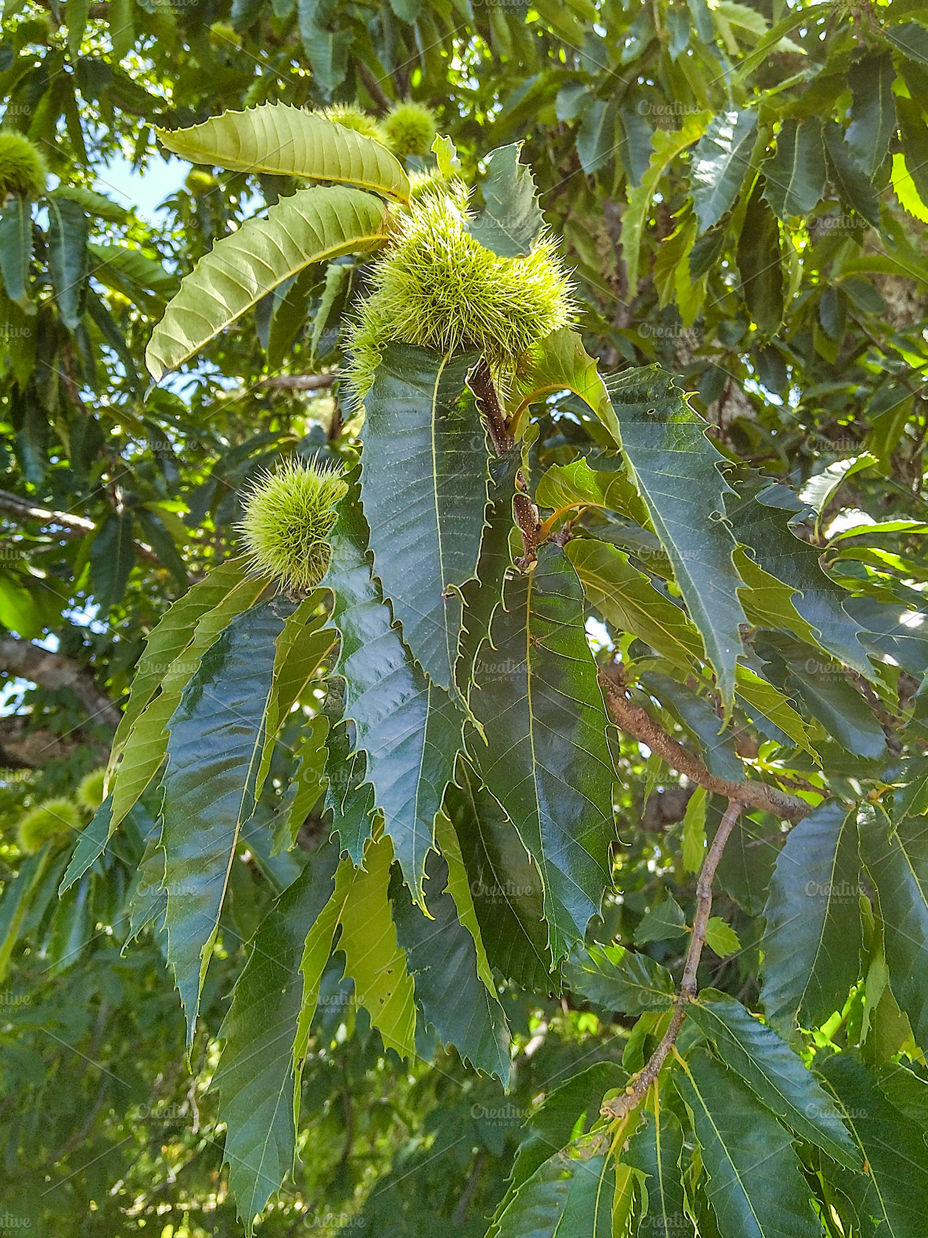Tree branches with green foliage and fruits, a Nature Photo by DanFLCreativo