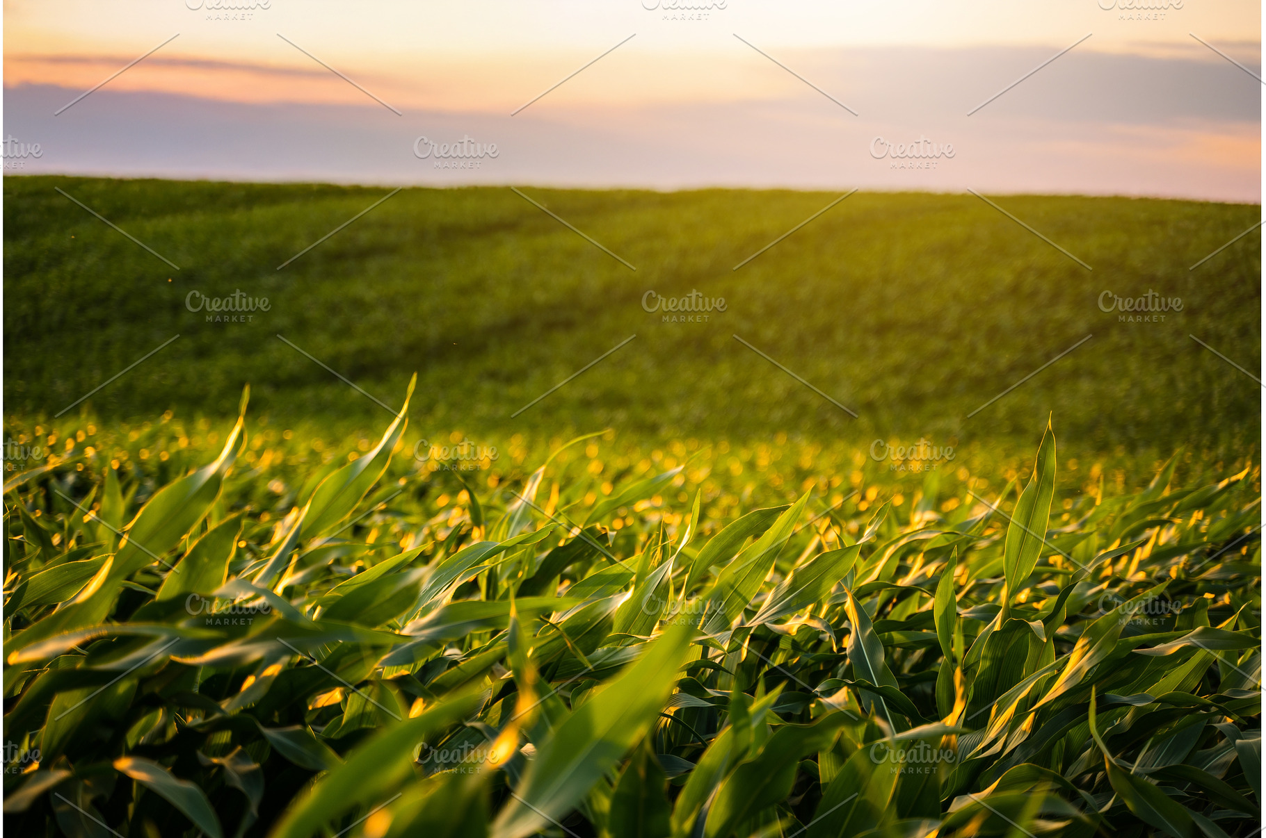 Cornfield landscape at sunset with, a Nature Photo by volodymyrshtun13795