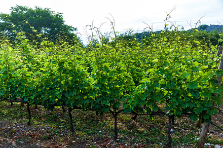 Vineyards in Montenegro, a Nature Photo by Photostock