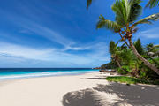 Coconut palms on sunny paradise, a Nature Photo by Lucky Photographer (Thumbnail 1 of 2)