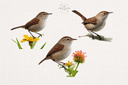 Watercolor House Wren Clipart Set, an Animal Illustration by The Twin Lakes Studio (Thumbnail 5 of 7)
