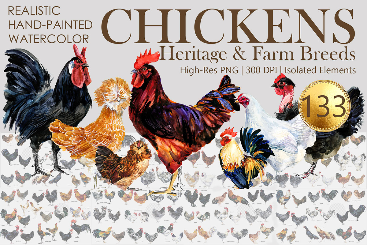 Watercolor Chicken Breeds Clipart, an Animal Illustration by FineArt (Photo 1 of 11)