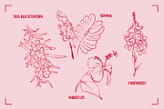 HERBAL TEA (30+ ILLUSTRATIONS), a Food Illustration by Bonfloret Studio (Thumbnail 9 of 10)