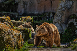 Adult brown bear and cub in a rocky, an Animal Photo by Perpis