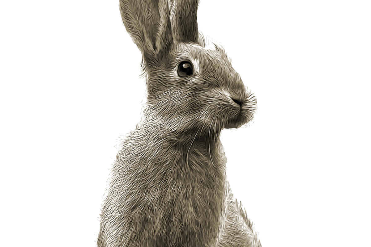 Peter Rabbit Illustration, an Illustration by Digital Art Downloads
