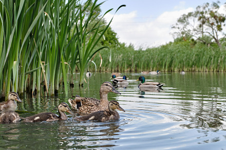 Mother duck with ducklings swimming on lake surface. Wild animals in a pond., an Animal Photo by Rohan Photography