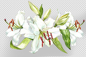 White Lilies Watercolor Clipart