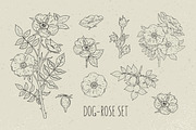 Dog-roses set and seamless pattern, a Decorative Illustration by Good Studio (Thumbnail 2 of 9)