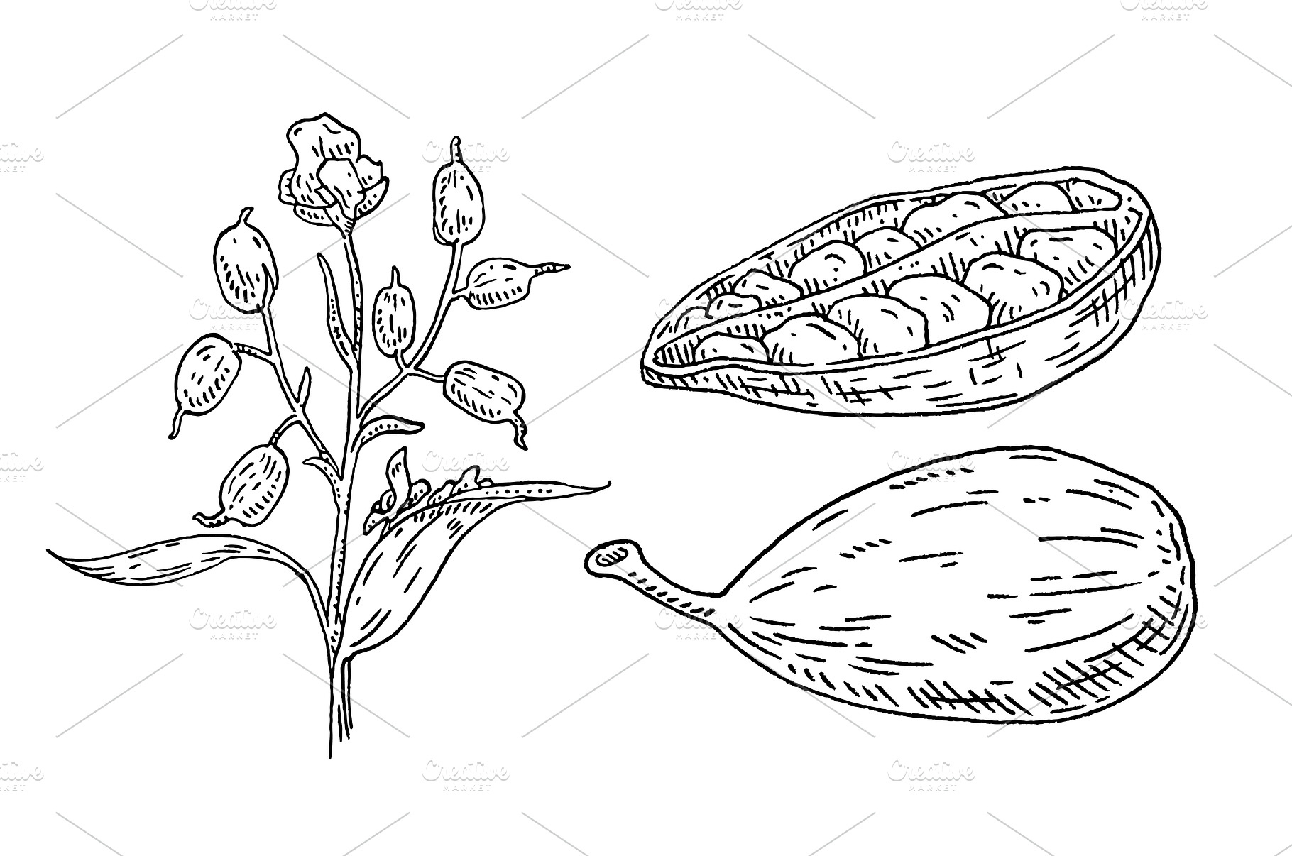 Cardamom spice fruit whole and, a Food & Drink Photo by MoreVector