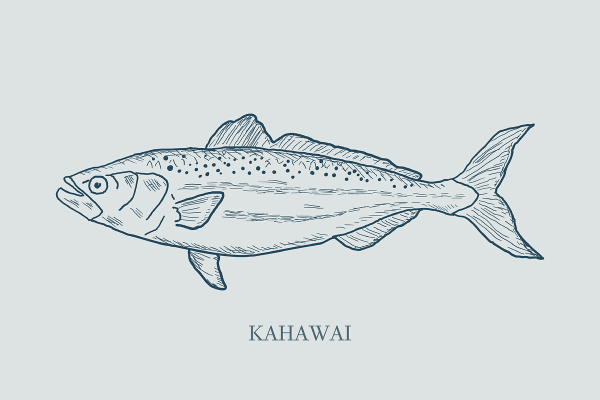 Hand drawn vectors of saltwater fish, an Animal Illustration by Naty Art (Photo 7 of 11)