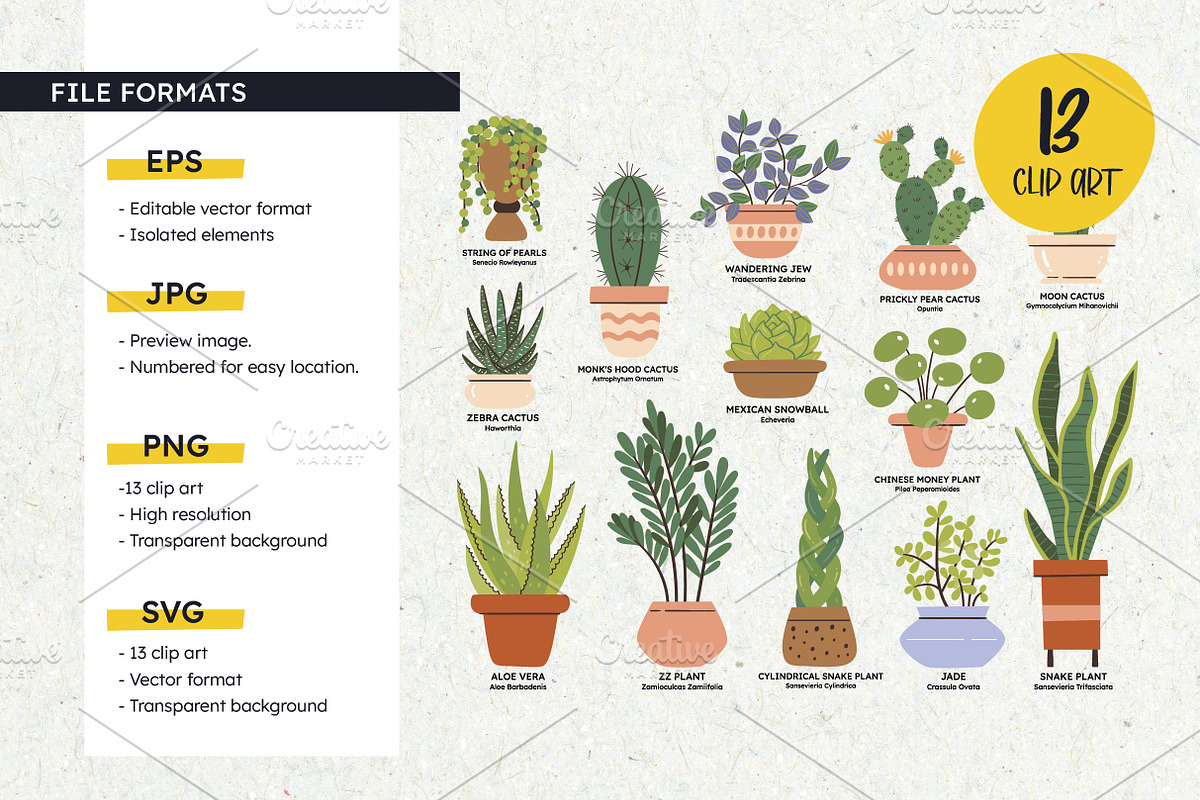 Cactus & Succulent Clip Art, an Object Illustration by insemar (Photo 3 of 4)