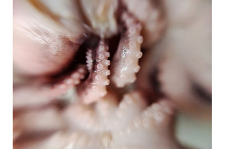 Delicacy octopus tentacle feeler