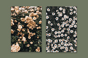 Fall Colors Collection, a Nature Photo by Floral Deco (Thumbnail 2 of 5)