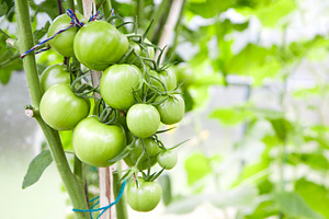 Bunch of green unripe tomatoes, a Food & Drink Photo by BOOCYS