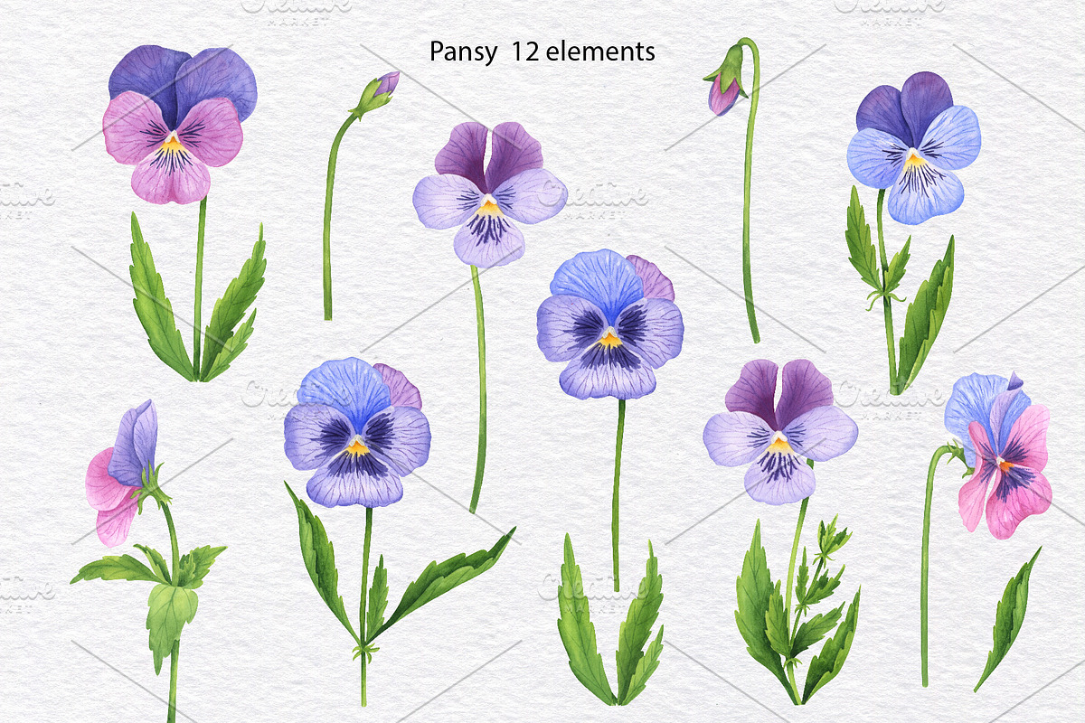 Pansy Watercolor Hand drawn set, a Decorative Illustration by KathrineWatercolor (Photo 2 of 9)