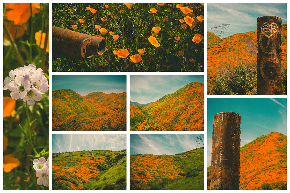 California Poppies Photo Bundle, a Nature Photo by Megs Lang (Photo 3 of 6)