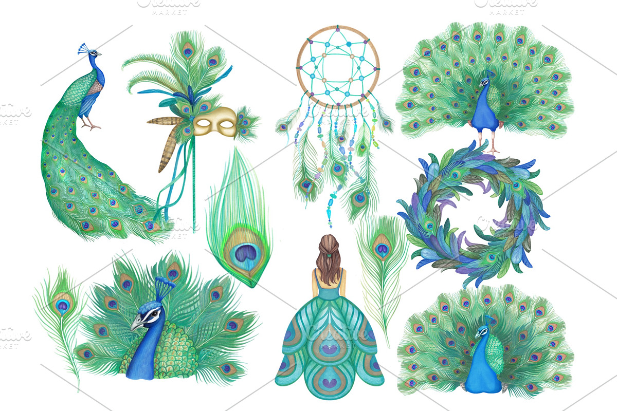 Watercolor Peacock Clipart Images, an Illustration by Whimseez (Photo 2 of 4)