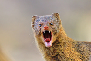 Mongoose - Teething Humor