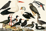 Black Birds Collection, an Animal Illustration by Lilithcollageart (Thumbnail 2 of 7)