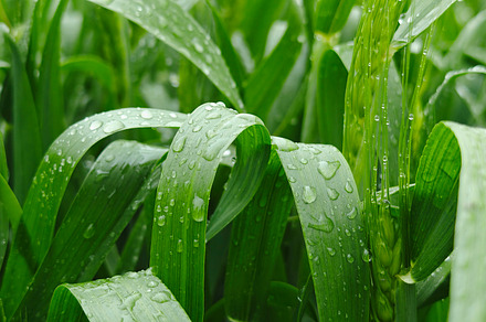 Close-up of green wheat leaves with dew drops, representing fres