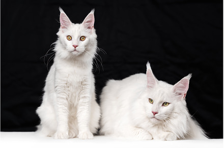Two Maine Coon Cats on black and, an Animal Photo by Alexander-Piragis