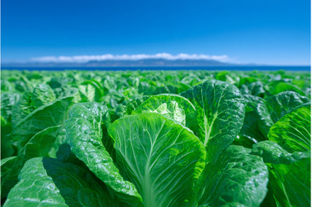 Organic lettuce is cultivated in a, a Nature Photo by ZinetroN