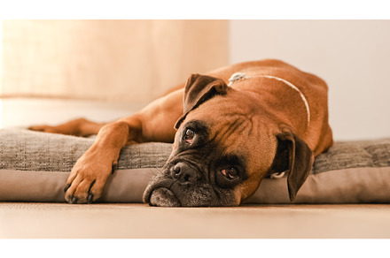 Lazy Boxer dog resting on pet bed at, an Animal Photo by Daniel Megias
