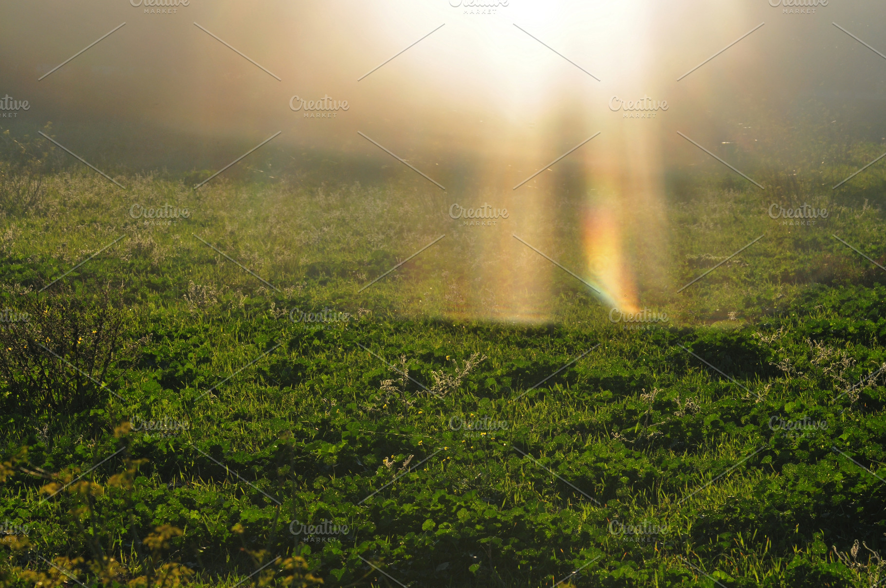 glorious rays of sunlight on grass, a Nature Photo by sirylok