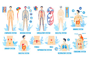 Human Body Anatomy, Organ Systems