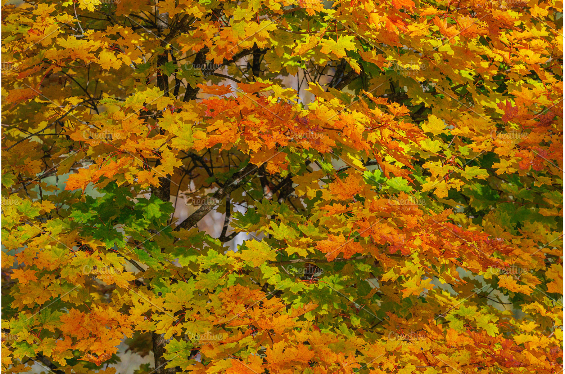 Autumn forest with vibrant red and, a Nature Photo by Lukas Jonaitis SHOP