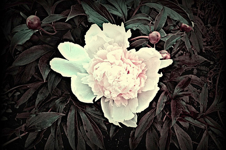 Vintage Peony Flower Blooms, a Nature Photo by RM Photos and Art