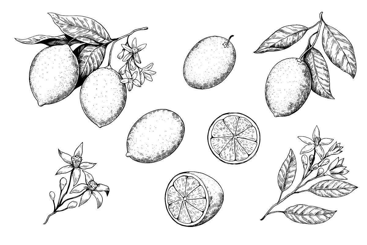 Lemon branches pattern and elements, a Food Illustration by Robusta (Photo 3 of 5)