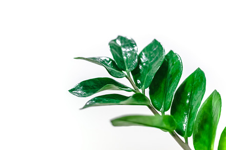 Green plants leaves on white background, a Nature Photo by Dvoevnore photos
